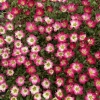 Skalnica Arendsa Alpino Early™ Picotee – Saxifraga, kwitnienie